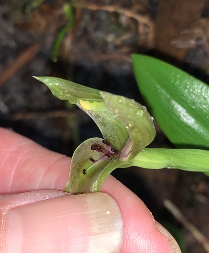 Chiloglottis valida (large bird-orchid) (alternate view 10)