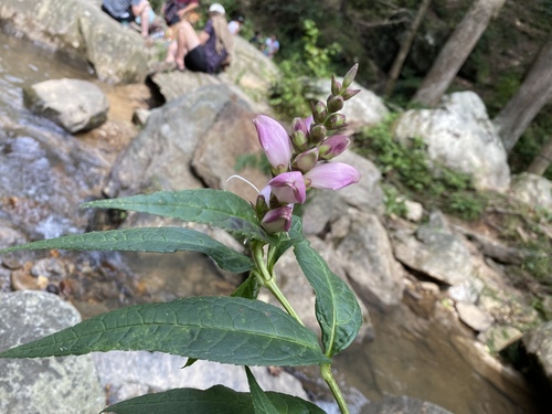Chelone lyonii (pink turtlehead) (alternate view 7)