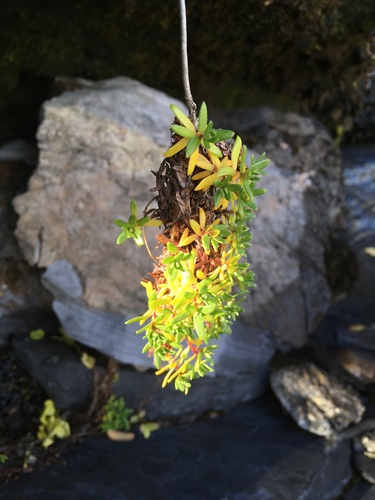 Saxifraga aizoides (Yellow Saxifrage) (alternate view 4)