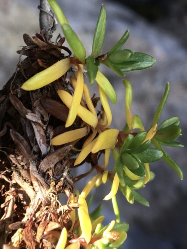 Saxifraga aizoides (Yellow Saxifrage) (alternate view 5)