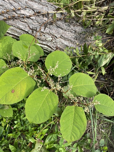 Reynoutria japonica (Japanese knotweed)