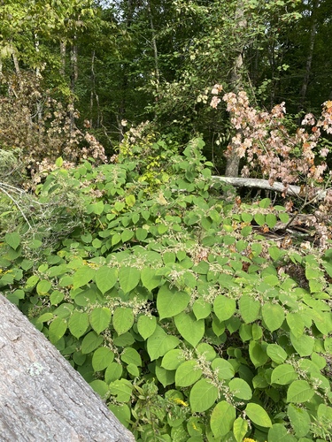 Reynoutria japonica (Japanese knotweed)
