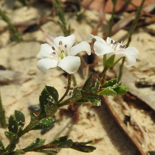 Samolus repens (Sea Primrose) (alternate view 4)
