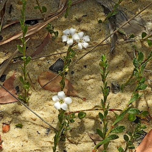 Samolus repens (Sea Primrose) (alternate view 5)