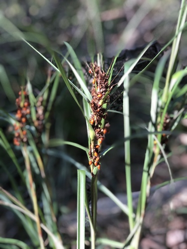 Gahnia aspera (Red-berried Saw-sedge) (alternate view 7)