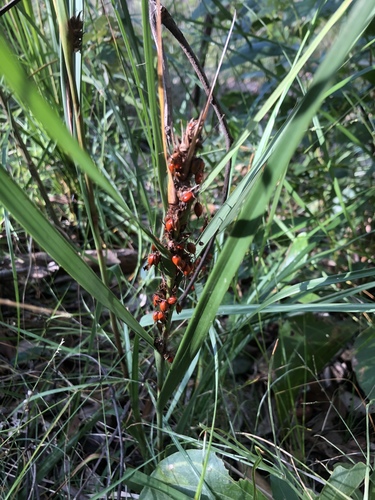 Gahnia aspera (Red-berried Saw-sedge) (alternate view 8)