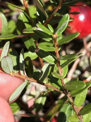 Vaccinium macrocarpon (American Cranberry) (alternate view 3)