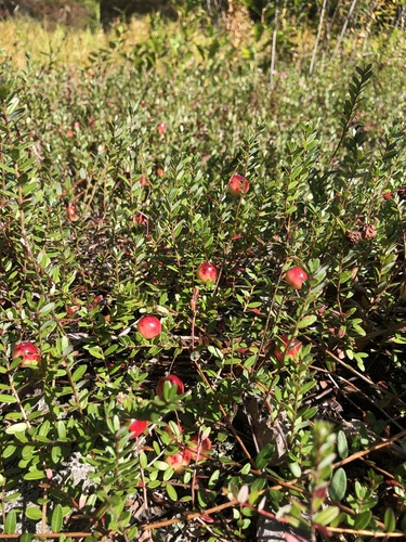 Vaccinium macrocarpon (American Cranberry) (alternate view 2)