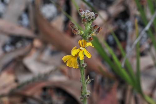 Goodenia bellidifolia (Daisy-leaved Goodenia) (alternate view 7)
