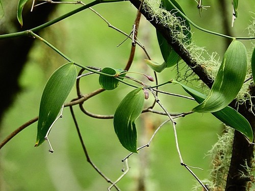 Eustrephus latifolius (Wombat Berry) (alternate view 8)