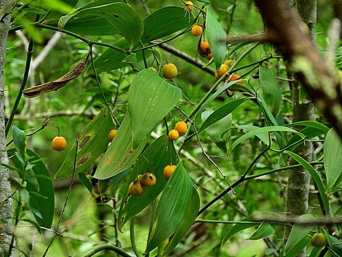 Eustrephus latifolius (Wombat Berry) (alternate view 9)