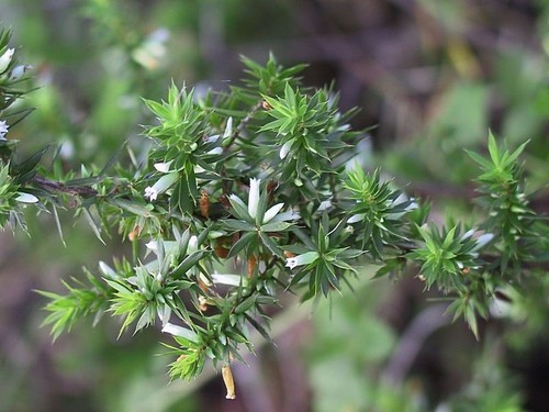 Styphelia sieberi (Prickly Beard-heath) (alternate view 4)