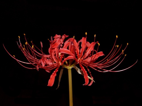Lycoris radiata (red spider lily)