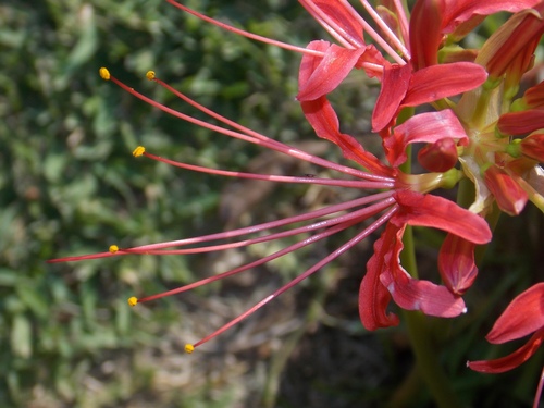 Lycoris radiata (red spider lily) (alternate view 2)