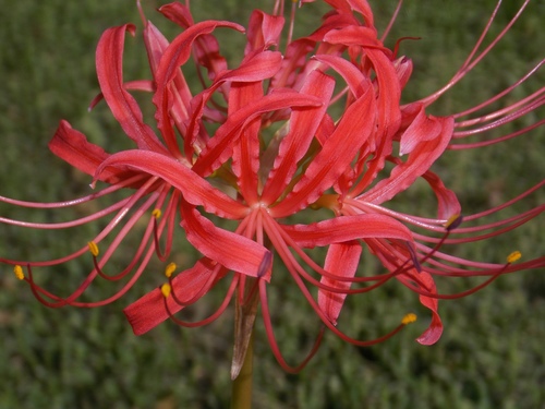 Lycoris radiata (red spider lily) (alternate view 3)