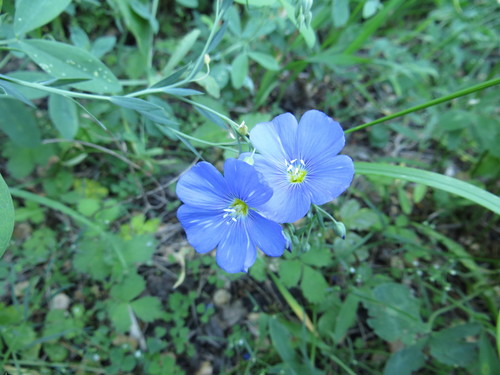 Linum perenne (alternate view 10)