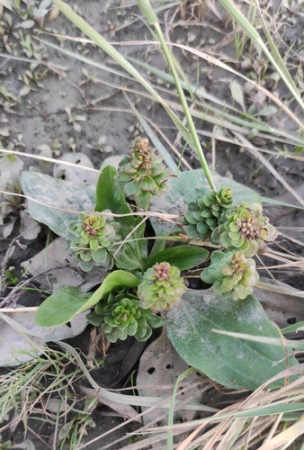 Plantago major (common plantain)