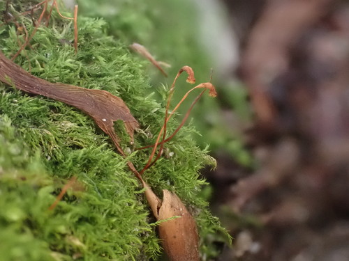 Amblystegium serpens (creeping feather-moss)