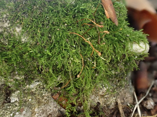 Amblystegium serpens (creeping feather-moss)