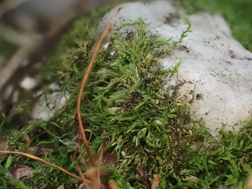 Amblystegium serpens (creeping feather-moss)