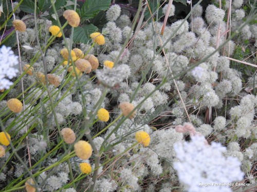 Santolina rosmarinifolia (Green Lavender Cotton)