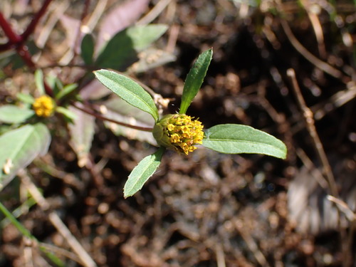 Bidens frondosa (Devil's Beggarticks)