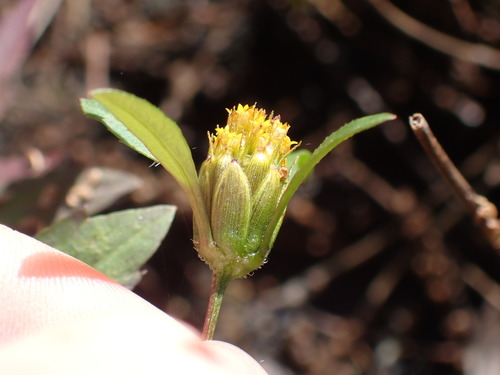 Bidens frondosa (Devil's Beggarticks)