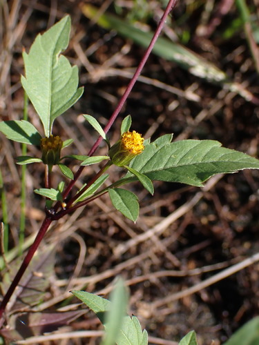 Bidens frondosa (Devil's Beggarticks)