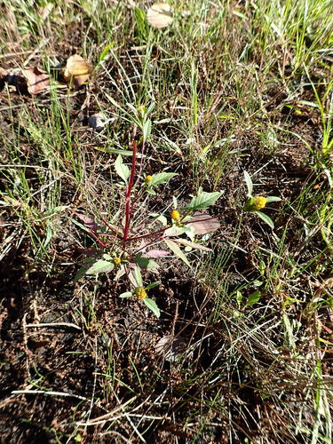Bidens frondosa (Devil's Beggarticks)