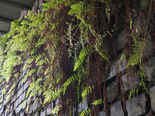 Cystopteris fragilis (brittle bladderfern) (alternate view 3)