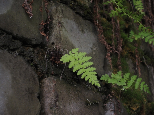 Cystopteris fragilis (brittle bladderfern) (alternate view 4)