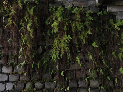 Cystopteris fragilis (brittle bladderfern) (alternate view 5)