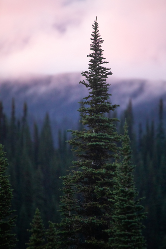 Abies lasiocarpa (alpine fir)