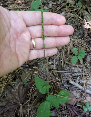 Phryma leptostachya (American lopseed) (alternate view 5)