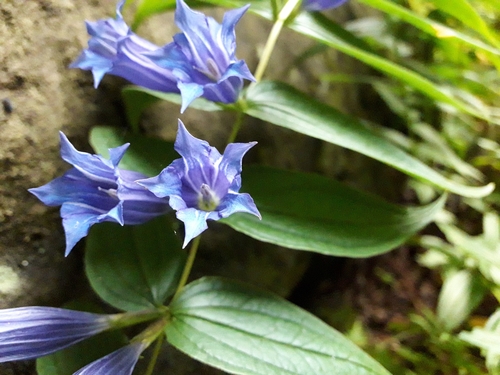 Gentiana asclepiadea (Willow Gentian) (alternate view 2)