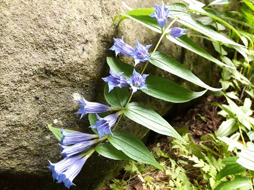 Gentiana asclepiadea (Willow Gentian) (alternate view 3)
