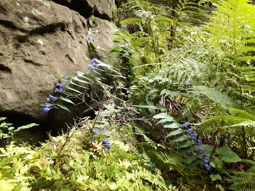 Gentiana asclepiadea (Willow Gentian) (alternate view 4)
