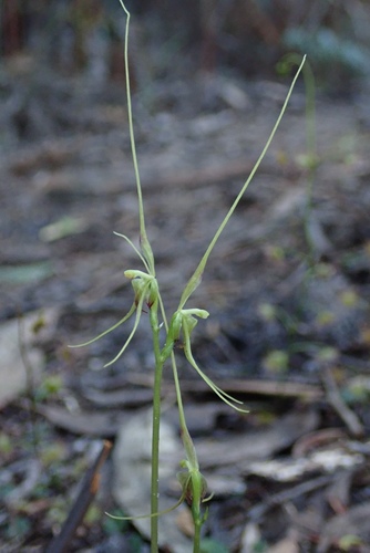 Acianthus caudatus (Mayfly orchid)