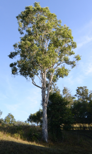Melaleuca quinquenervia (Broad-leaved paperbark) (alternate view 6)