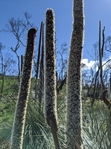 Xanthorrhoea semiplana (tufted grass-tree)