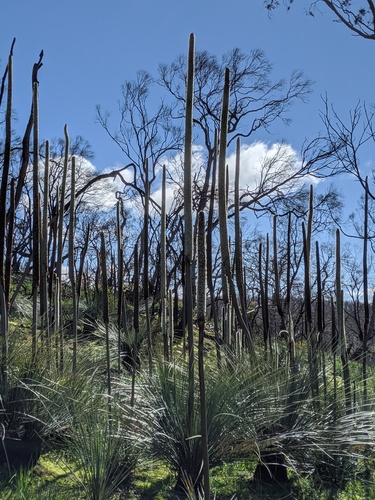 Xanthorrhoea semiplana (tufted grass-tree) (alternate view 2)