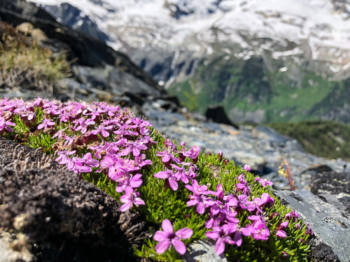 Silene acaulis (Moss Campion)