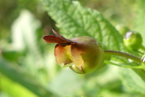 Scrophularia nodosa (Common Figwort)