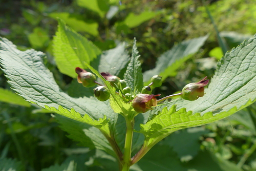 Scrophularia nodosa (Common Figwort)