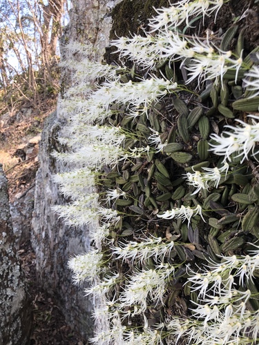 Dendrobium linguiforme (tongue orchid)