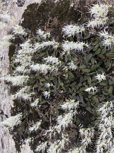 Dendrobium linguiforme (tongue orchid) (alternate view 3)