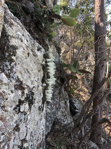 Dendrobium linguiforme (tongue orchid) (alternate view 4)