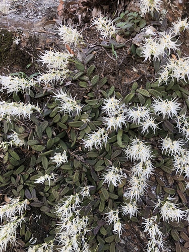 Dendrobium linguiforme (tongue orchid) (alternate view 2)