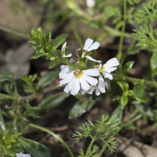 Scaevola albida (white fanflower) (alternate view 5)