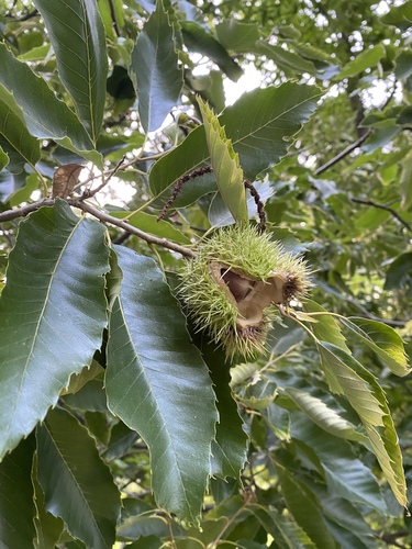 Castanea sativa (Sweet Chestnut)